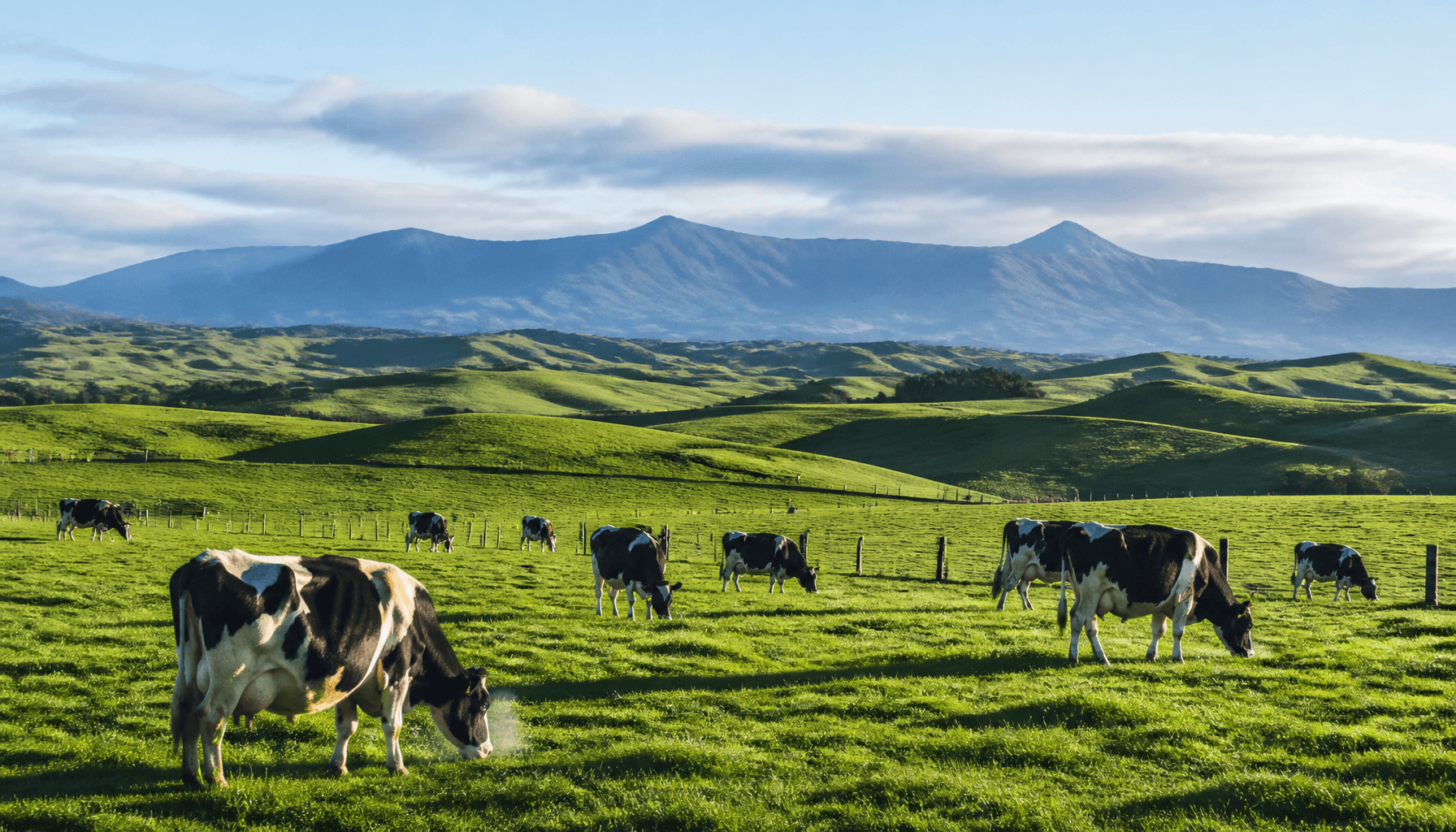 Holstein-Friesian cattle grazing on Waikato pasture with Kaimai Ranges in background