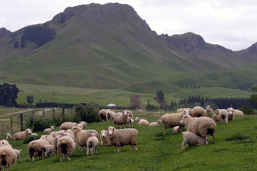 Te Mata Peak and rolling farmland in Hawke's Bay, New Zealand — the region where the disputed 91-hectare property was located