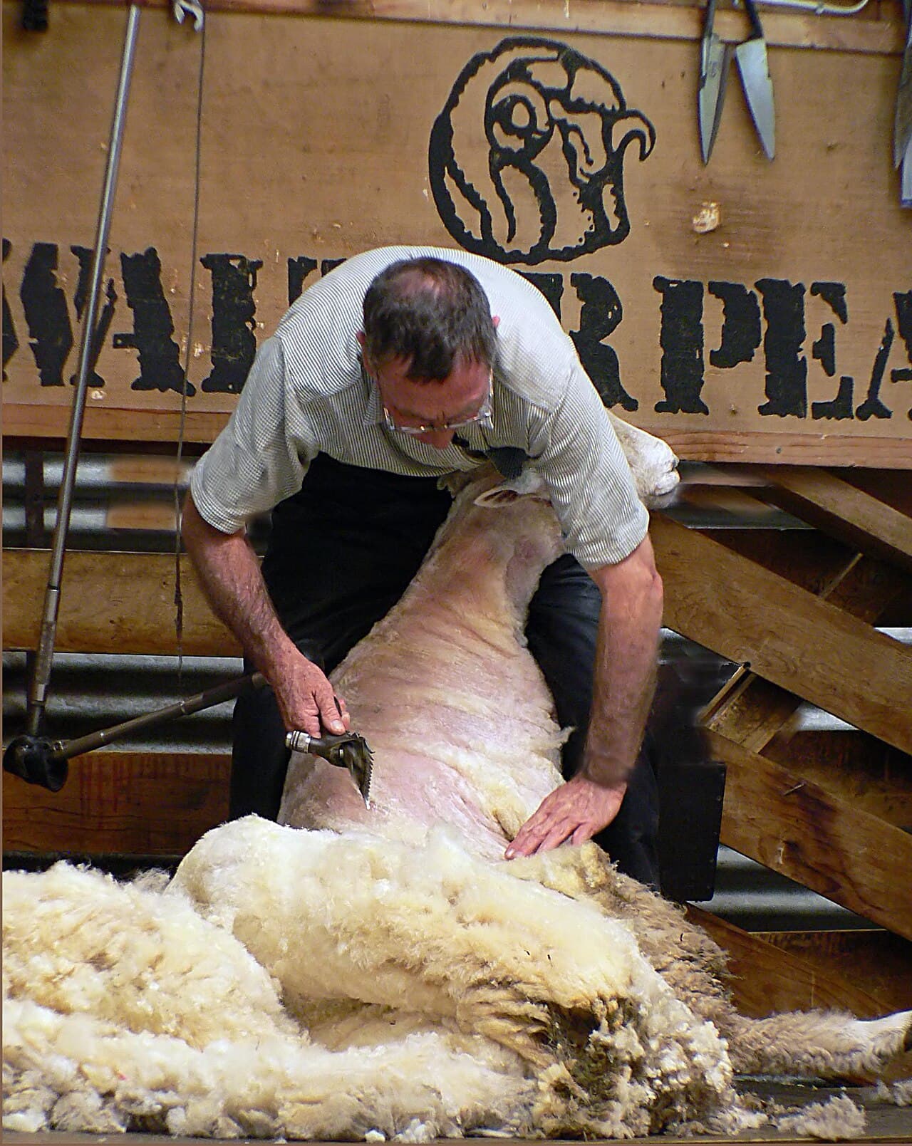 Sheep being shorn in a New Zealand shearing shed, with freshly cut fleece on the floor