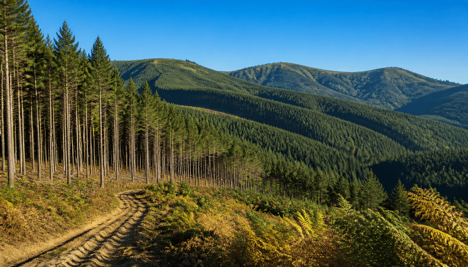 Rolling Southland production forest of radiata pine under clear blue sky, viewed from a harvest track